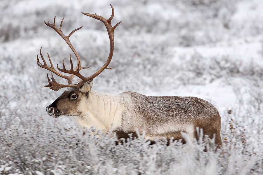 Arctic Caribou | Action Photo Tours