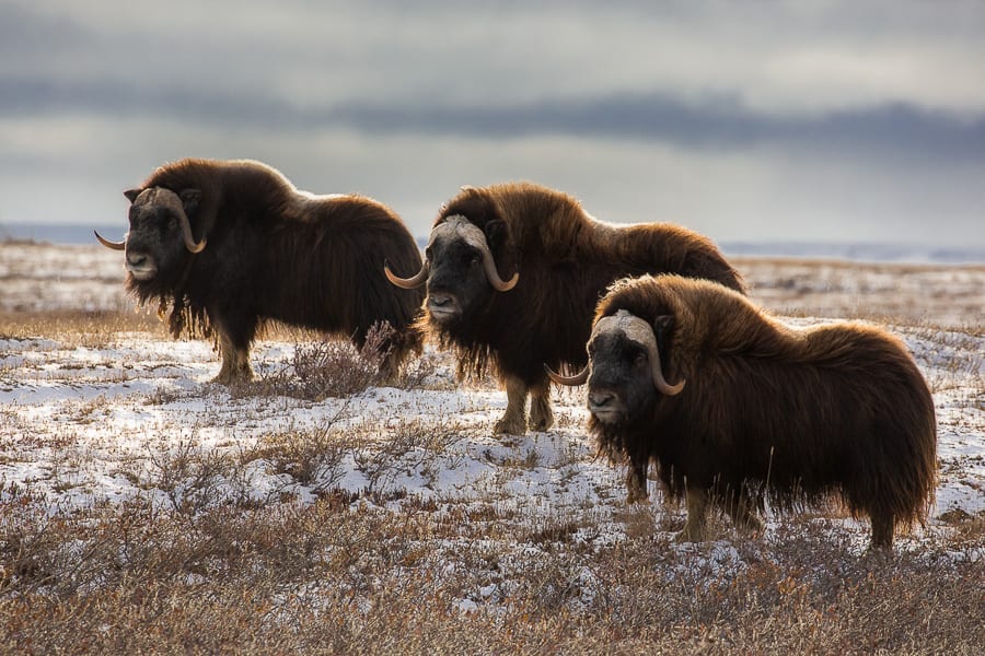 Musk Oxen Arctic Wildlife and Landscapes Photo Workshop