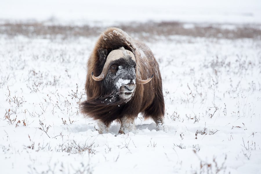 Musk Oxen Arctic Wildlife and Landscapes Photo Workshop