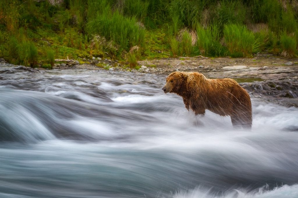 Shutter Speed for Wildlife Photography Long Exposure Bear