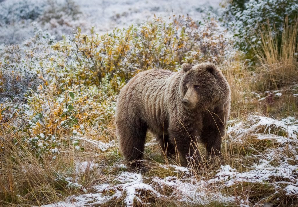 Shutter Speed for Wildlife Photography Bear Snow