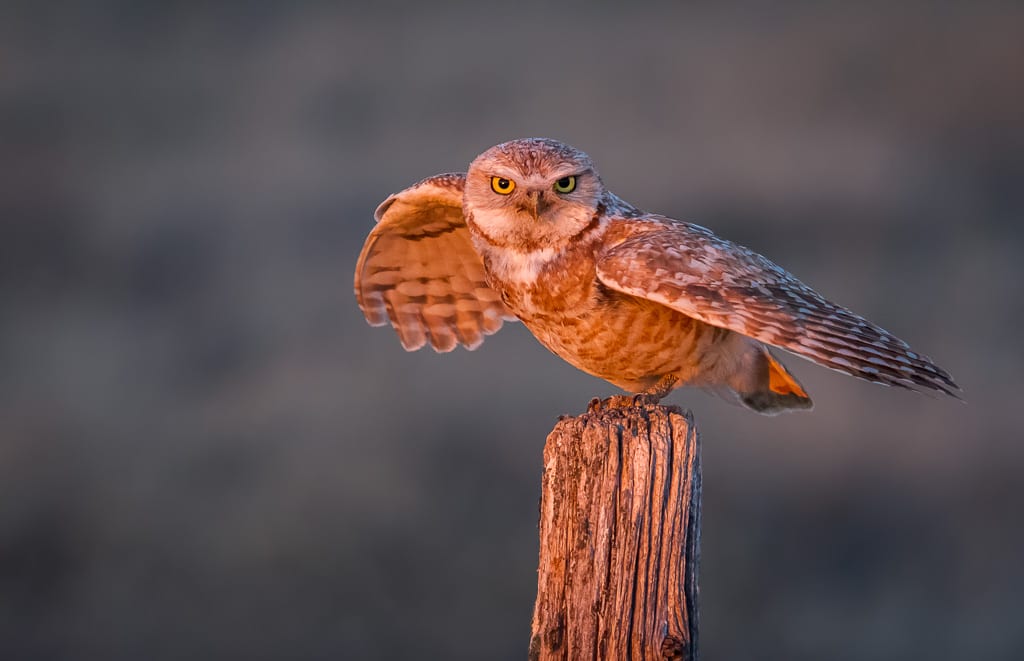 Shutter Speed Camera Settings for Wildlife Photography Burrowing Owl Flight