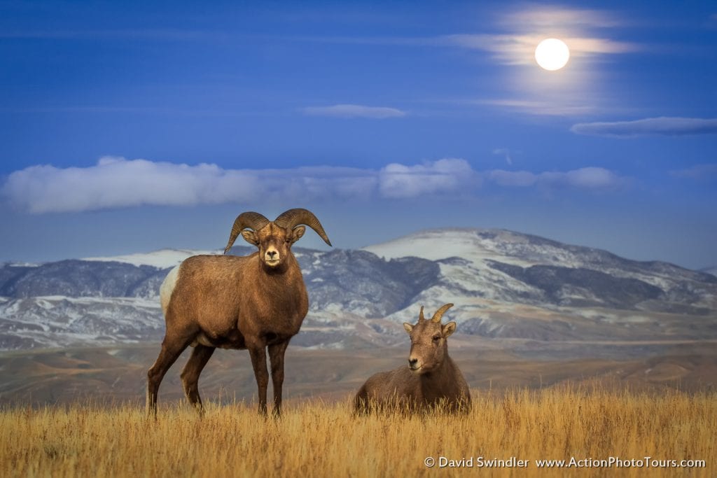 Shutter Speed for Wildlife Photography Long Exposure Bighorn Sheep Moon