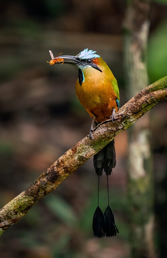 ISO and Aperture Camera Settings for Wildlife Photography Mot Mot Bird