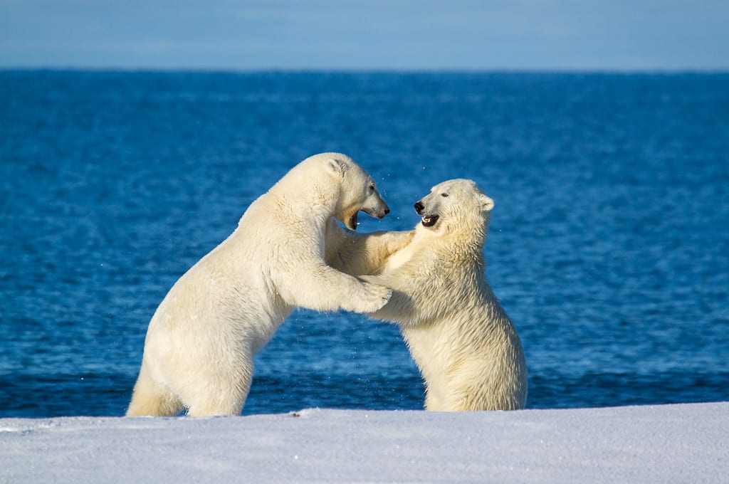 Shutter Speed Camera Settings for Wildlife Photography Polar Bears Sparring