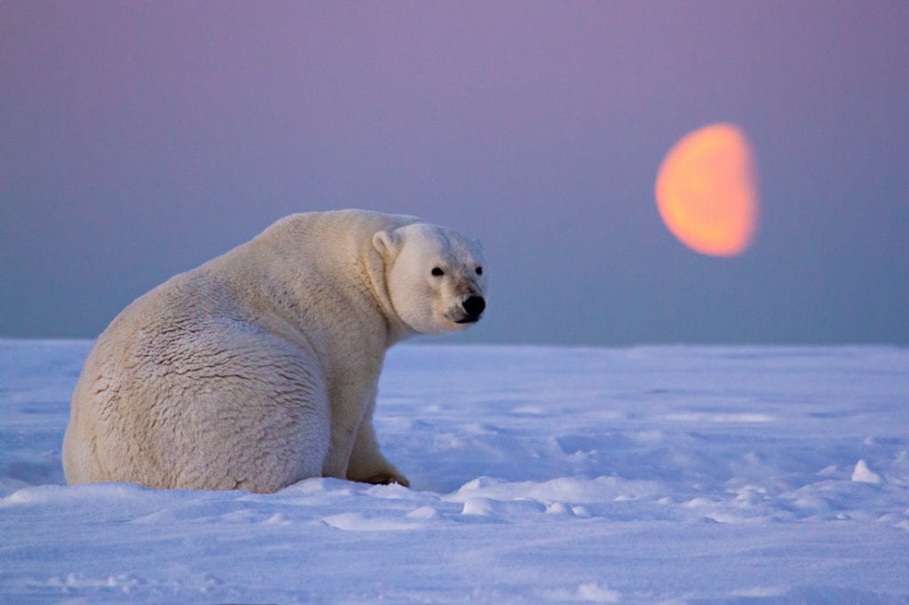 Shutter Speed for Wildlife Photography Polar Bear Moon