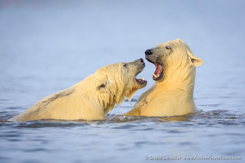 Polar Bears Sparring in the Water