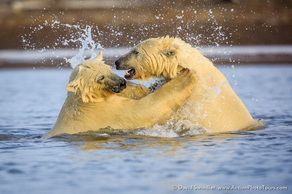 Polar Bears Sparring in the Water