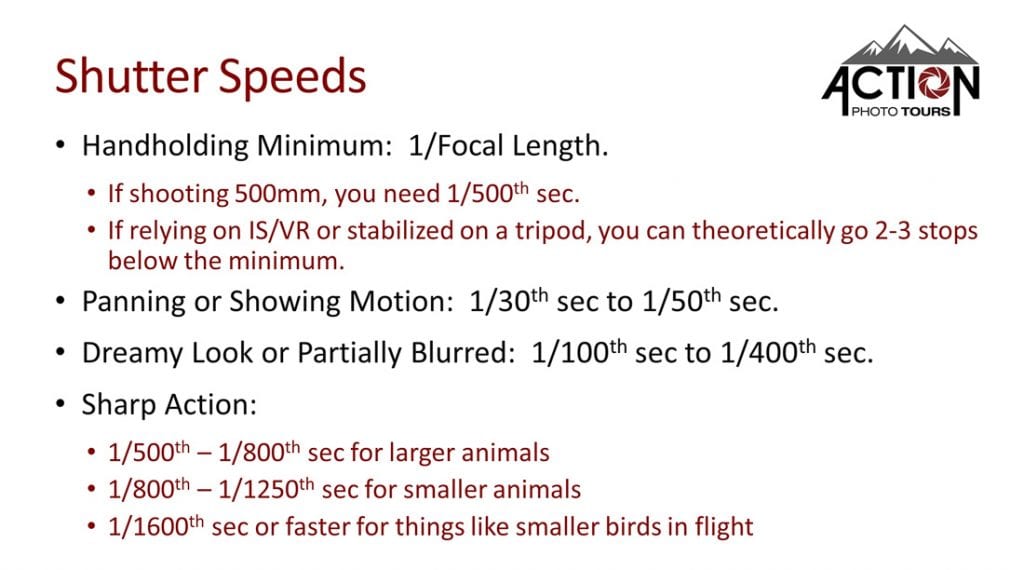 Shutter Speed Camera Settings for Wildlife Photography