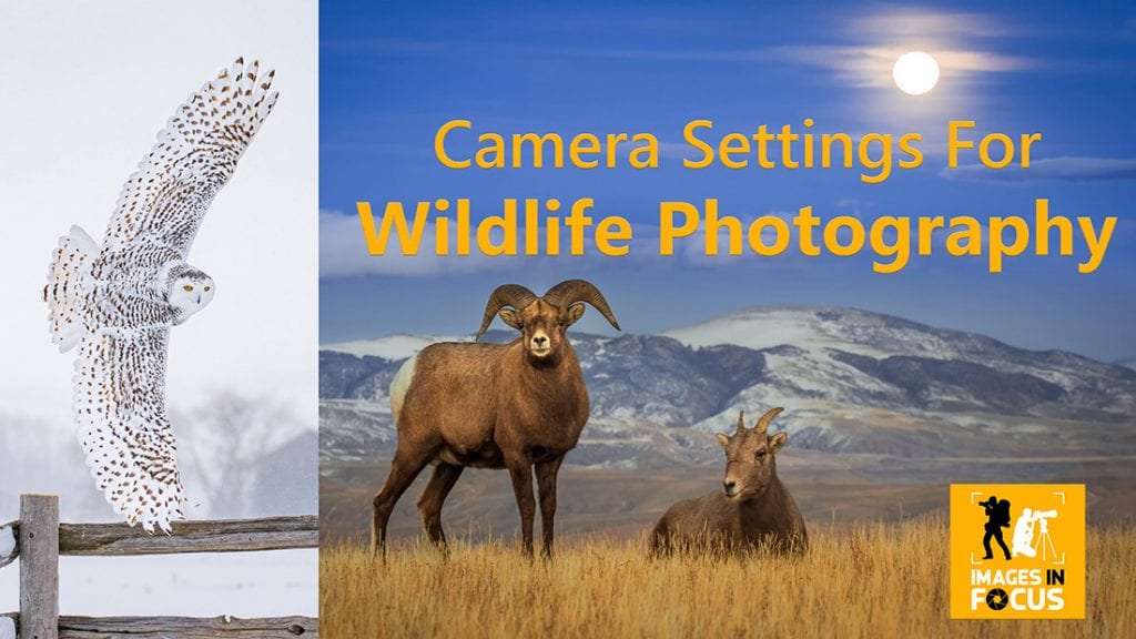 Camera Setting for Wildlife Photography