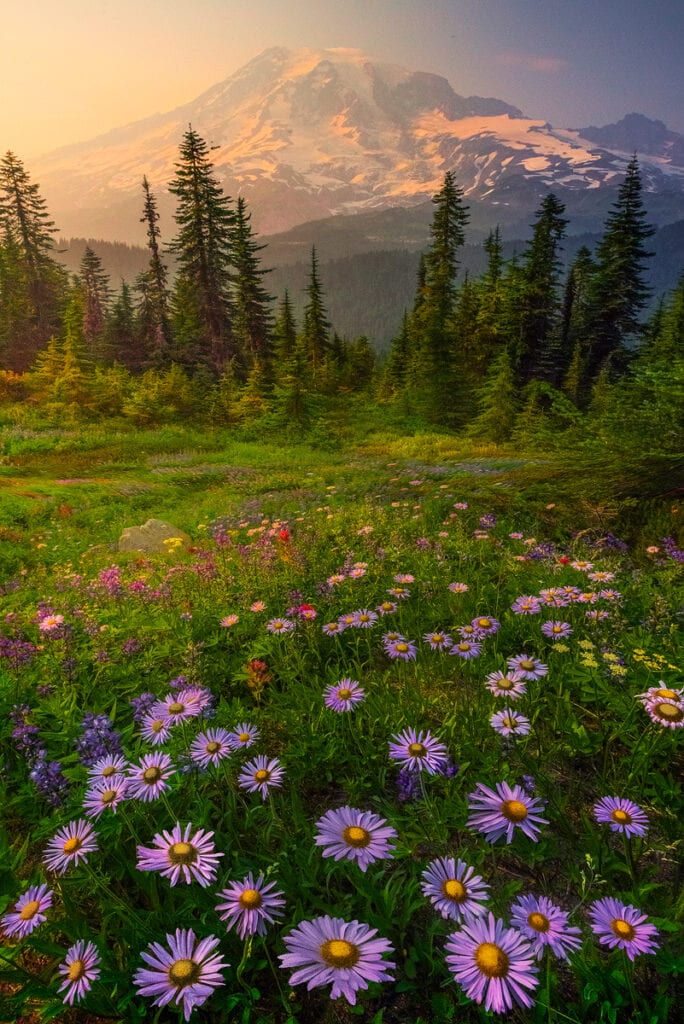 Tips and Tricks for Successful Wildflower Photography : Action Photo Tours