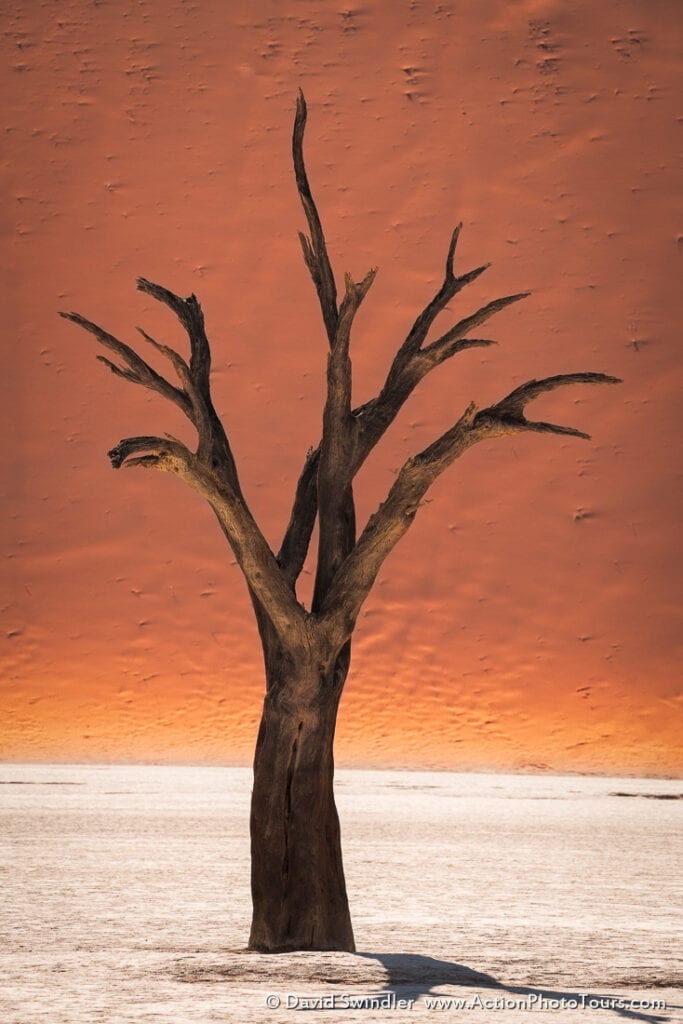 Focal length and perspective in landscape photography namibia trees