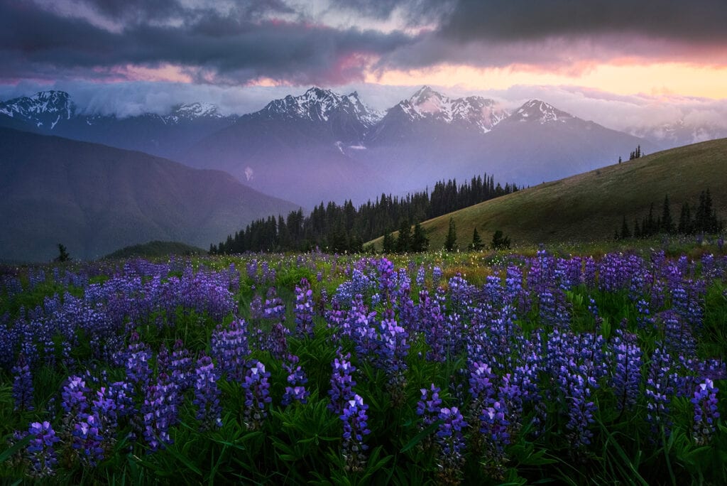 Olympic National Park Photo Workshop Wildflowers Hurricane Ridge