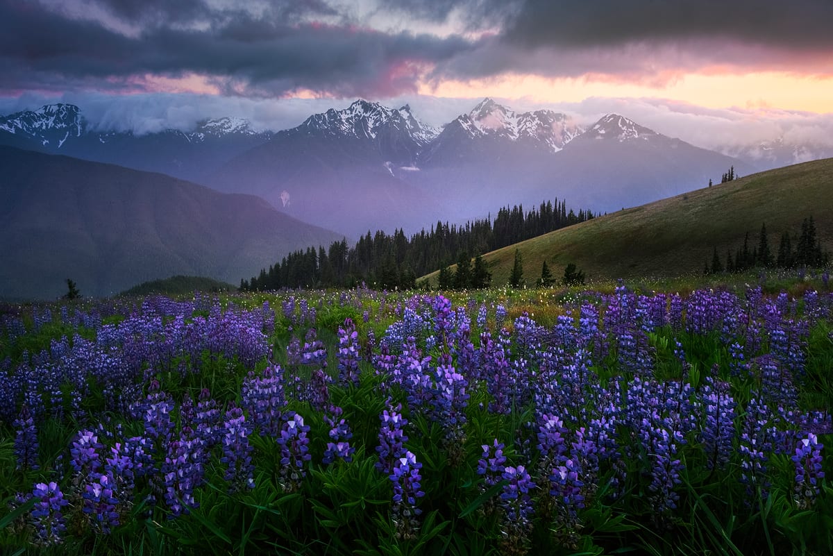 Hurricane Ridge in Olympic National Park- Kevin McNeal | Action Photo Tours