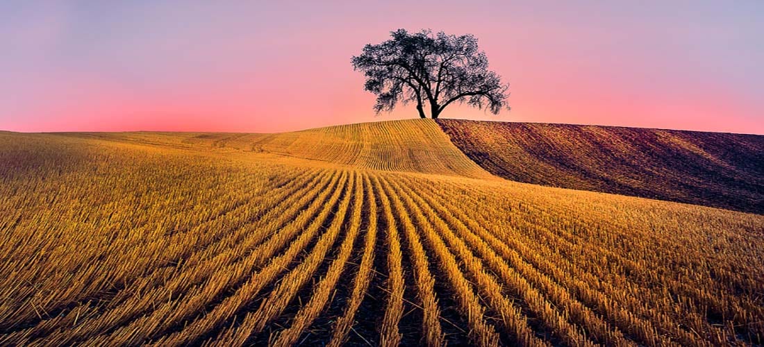 Images from all areas of the Palouse in Eastern Washington in harvest