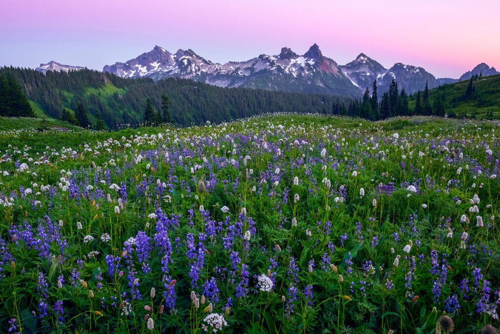 Paradise Meadows in Mount Rainier in the Pacific Northwest Of