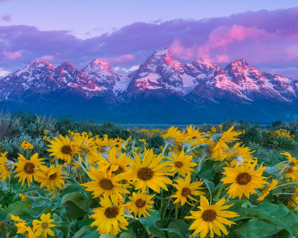 Sunflowers