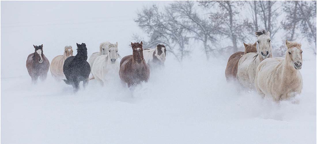 Horses in winters snow, Hideout Ranch, Shell Wyoming Action Photo Tours