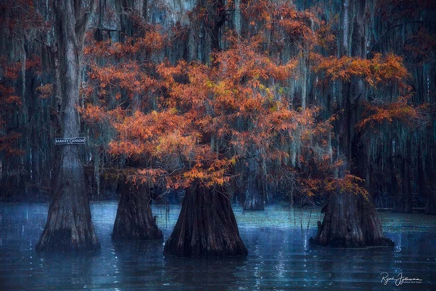 Barney Canson Cypress Swamps Photo Workshop