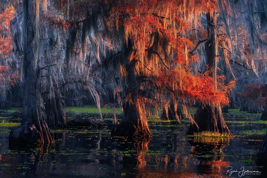 Free Spirit - Rajesh Jyothiswaran Cypress Swamps Photo Workshop