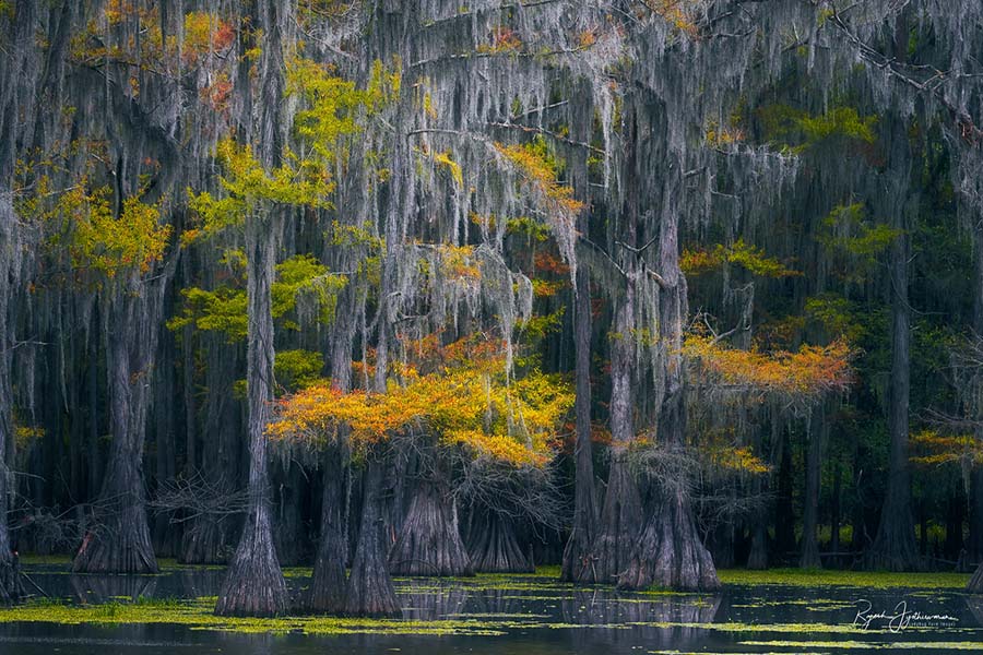 Hall of Mosses - Rajesh Jyothiswaran Cypress Swamps Photo Workshop Cypress Swamps Photo Workshop Caddo Lake Texas