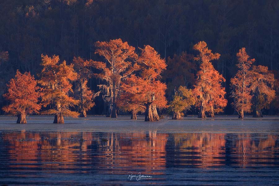 Redheads - Rajesh Jyothiswaran Cypress Swamps Photo Workshop