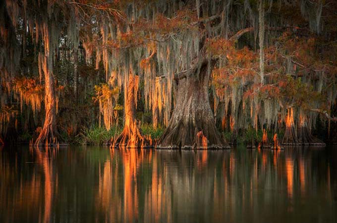 Swamp Mobile | Action Photo Tours