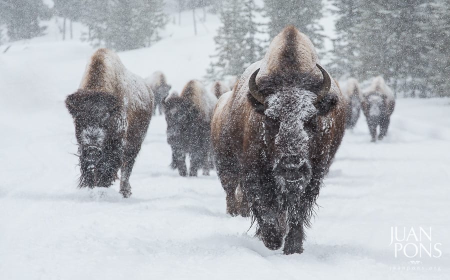 Yellowstone Winter Photo Workshop Bison Snow