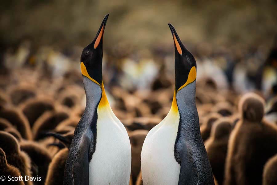 South-Georgia_king-penguins-Scott Davis