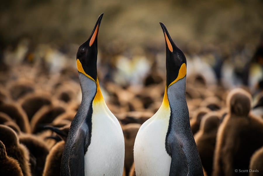 Antarctica Photo Workshop Penguin Colony