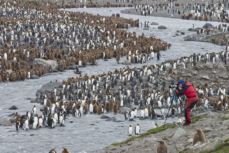 Antarctica Photo Workshop Penguins