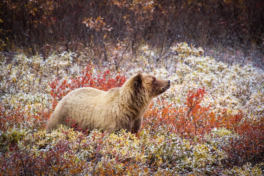 alaska bear snow fall autumn grizzly