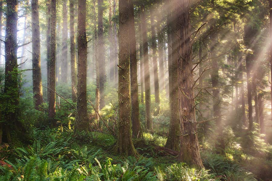 Oregon Coast Photo Workshop Photography Tours Light Rays Forest Redwoods