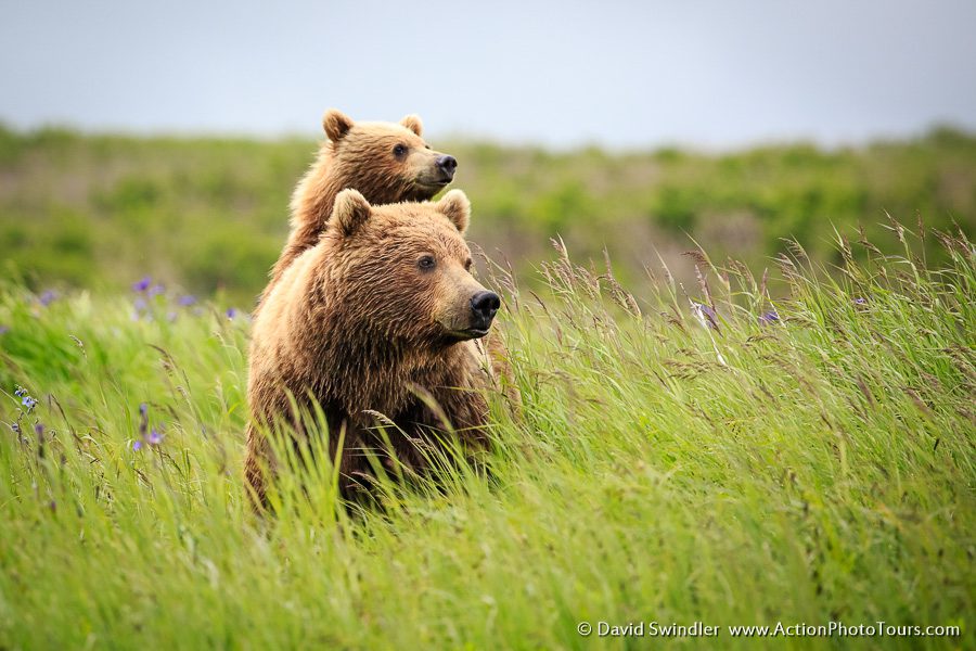 Alaska Brown Bears Photo Workshop David Swindler