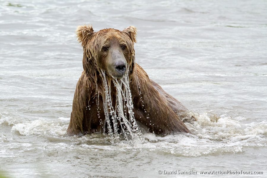 Alaska Brown Bears Photo Workshop David Swindler
