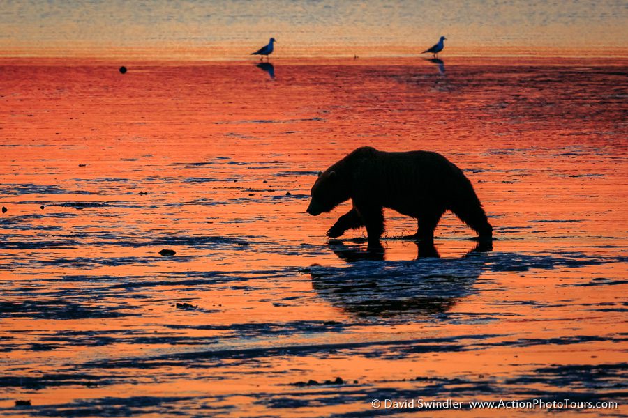 Alaska Photography Workshop David Swindler Bear Clamming