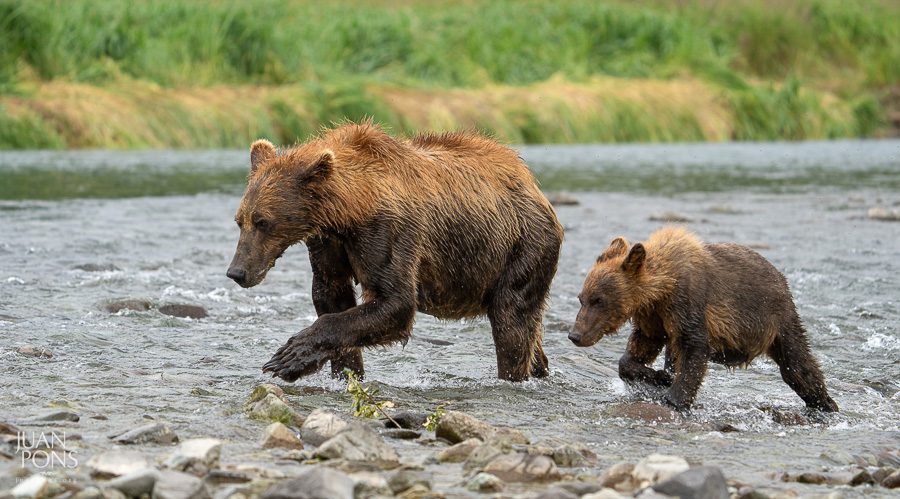 Alaska Brown Bears Photo Workshop Juan Pons