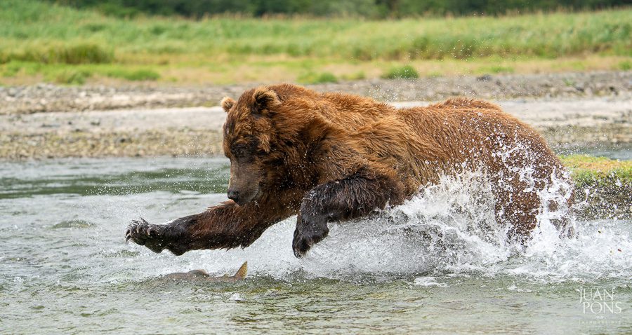 Alaska Brown Bears Photo Workshop Juan Pons