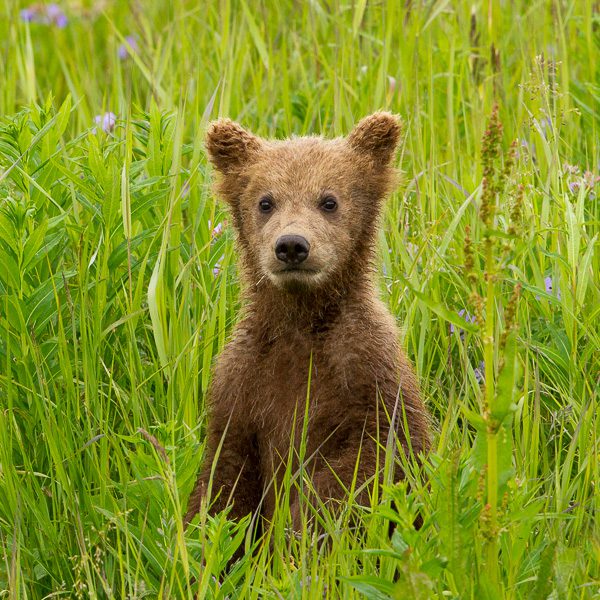 Alaska Brown Bears Mobile Banner