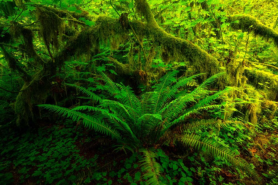 Hoh Rainforest - Kevin McNeal