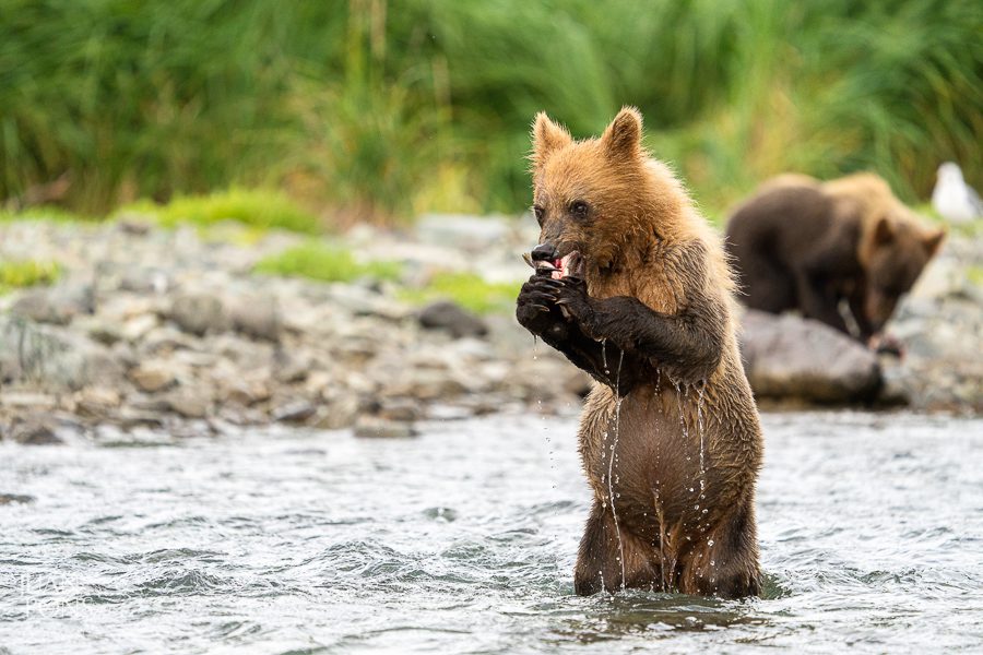 Alaska Brown Bears Juan Pons