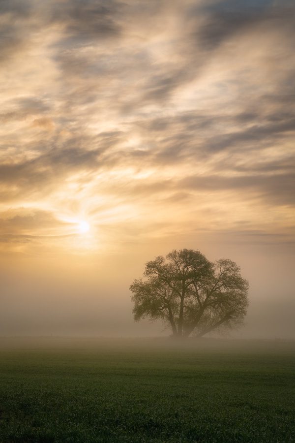 Palouse Lone Tree