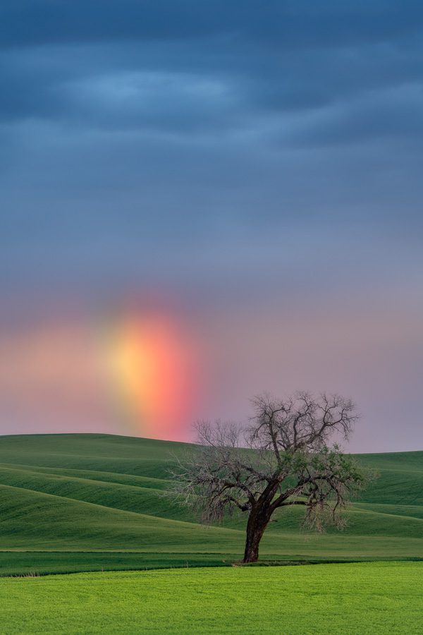 Palouse Lone Tree