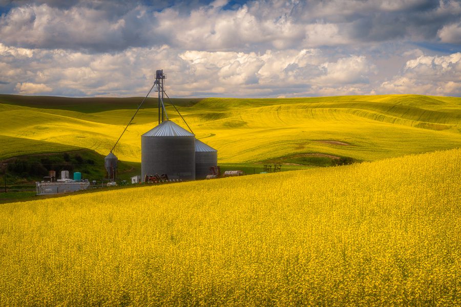 Palouse Canola