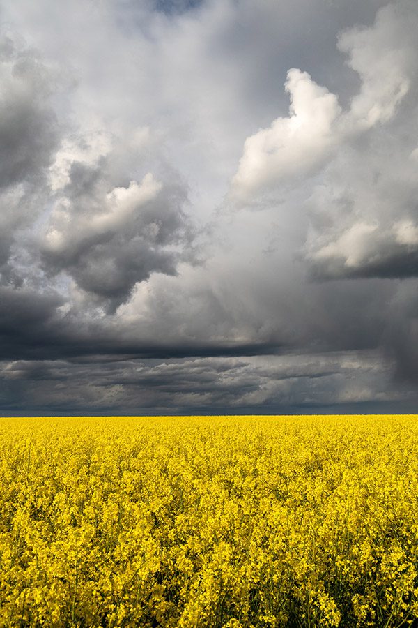 Palouse Spring Photo Workshop Ryan McGinty Canola Storm