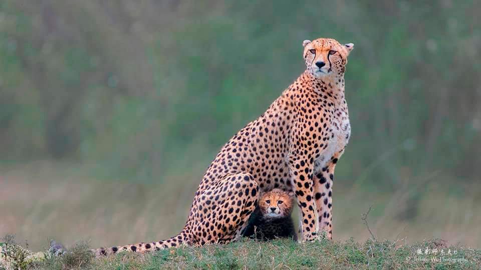 Cheetah Peekaboo Mom and Cub Kenya Africa Safari Masai Mara Wildlife Photography Workshop