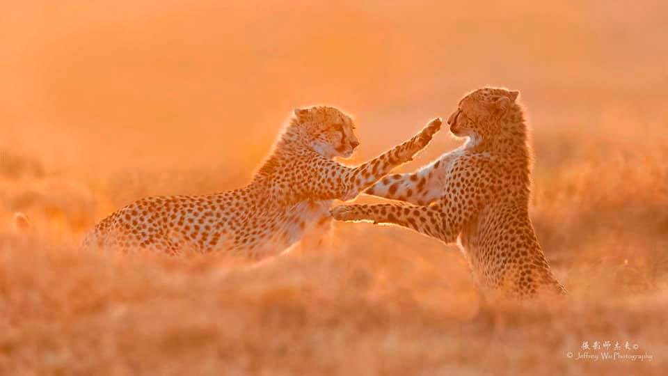 Cheetah Play Kenya Africa Safari Masai Mara Wildlife Photography Workshop