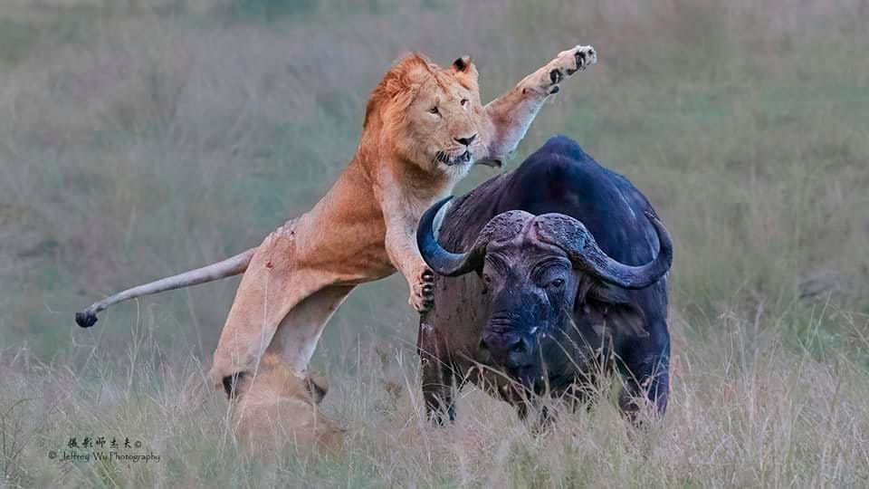 Lion Kill Kenya Africa Safari Masai Mara Wildlife Photography Workshop