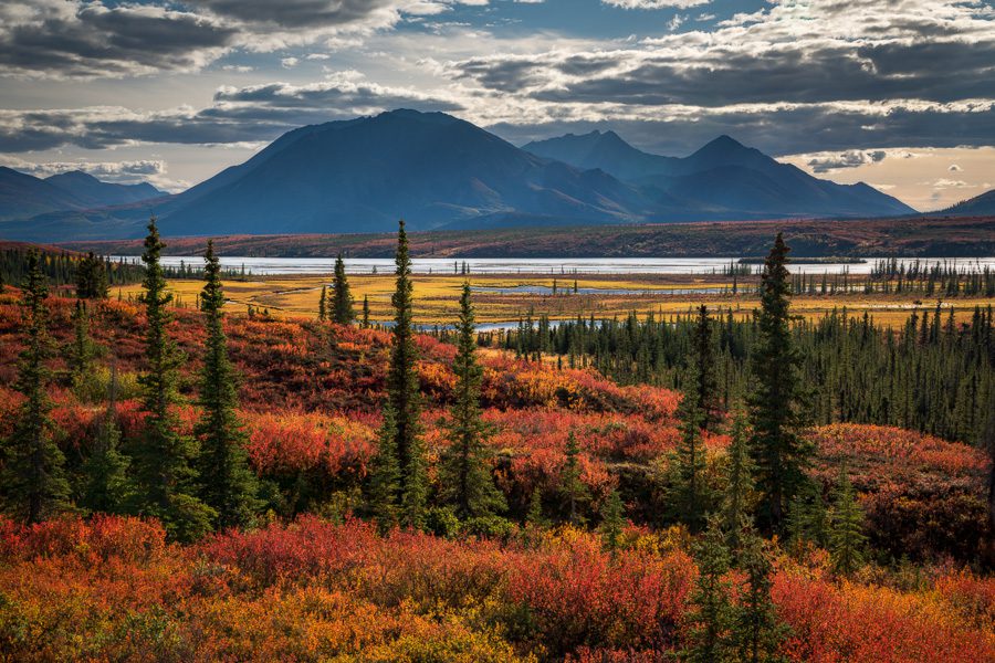 Fall color along the northern sections of the Susitna River can be quite impressive. The interspersed trees add a nice dimension to the shot. Shooting fall scenes with backlight is one of my favorite techniques to really bring out the color.
