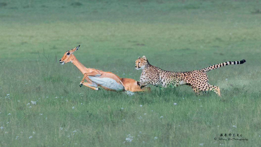 Cheetah Chase Kenya Big Cats Africa Safari Masai Mara Photo Workshop
